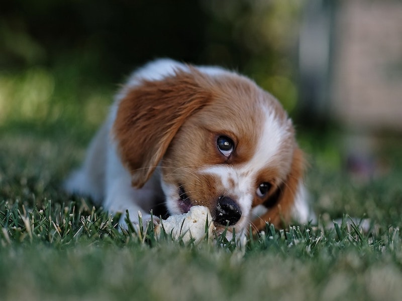 Is Artificial Turf Safe for Dogs?