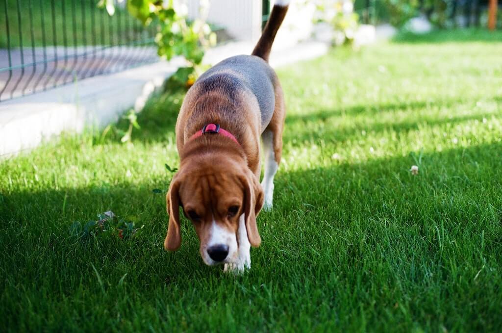 Get rid of dog pee smell in clearance yard