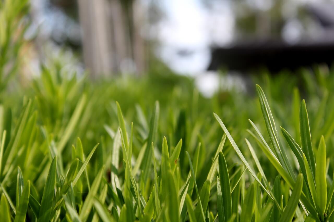 Artificial Turf Infills: Everything You Need to Know
