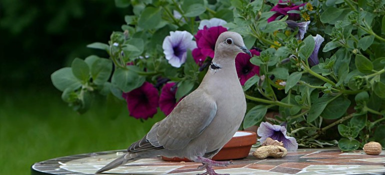 A pigeon in a garden.