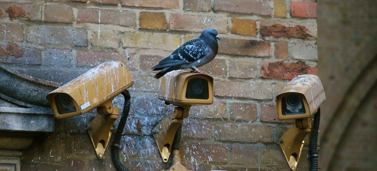 A pigeon on surveillance cameras.