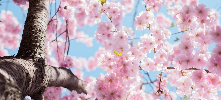 A Japanese cherry blossom tree.