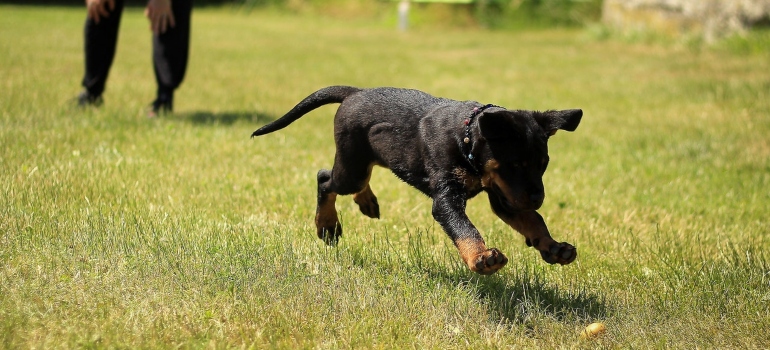 A playful puppy, taking advantage of all the benefits of artificial turf.