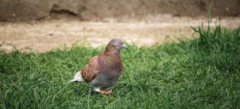 Brown pigeon in the grass.