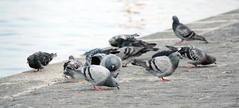 pigeons eating near a lake