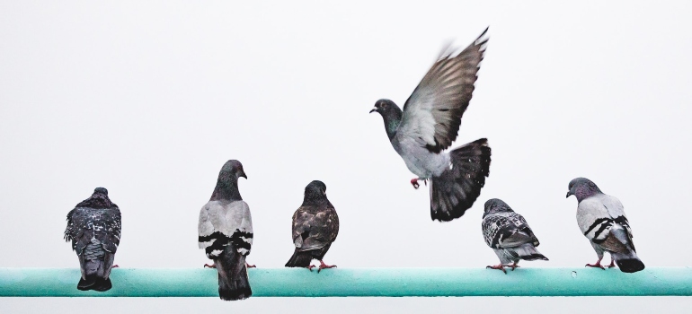 Several pigeons on a blue railing