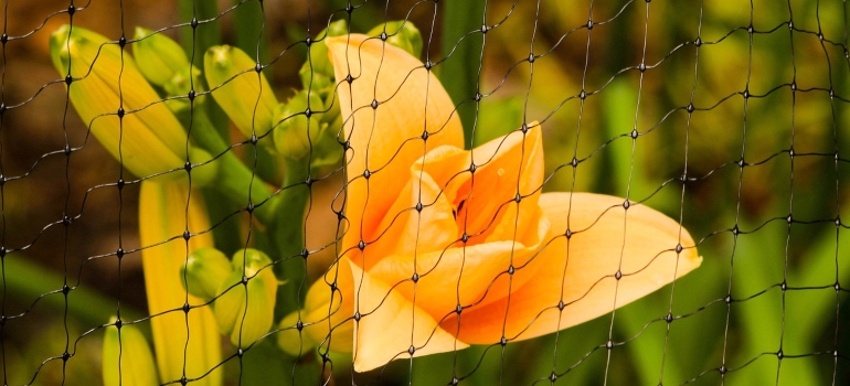 A flower behind netting installed to get rid of birds under solar panels and garden.