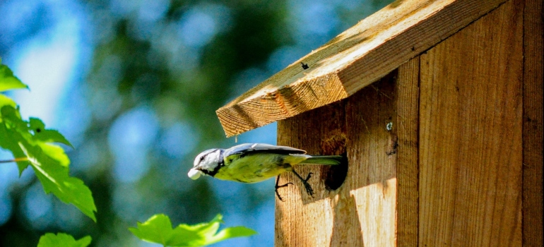 A bird coming out of a birdhouse