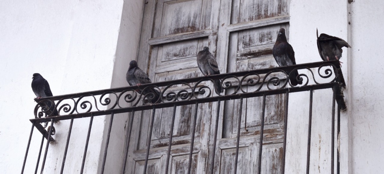 Five pigeons perching on a balcony.