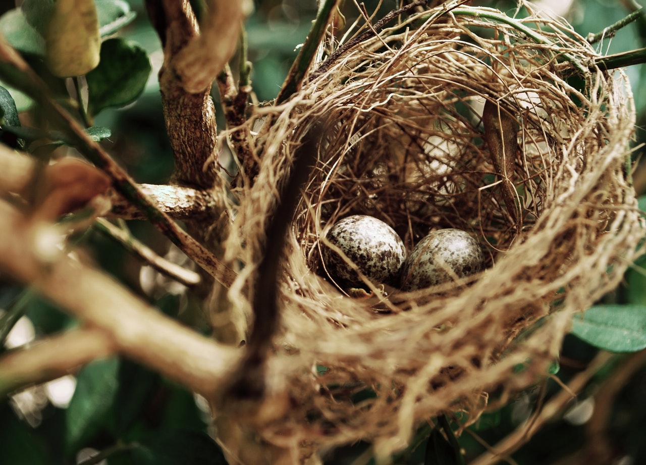 How to prevent birds from nesting