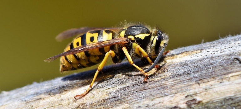 A close up photo of a hornet.