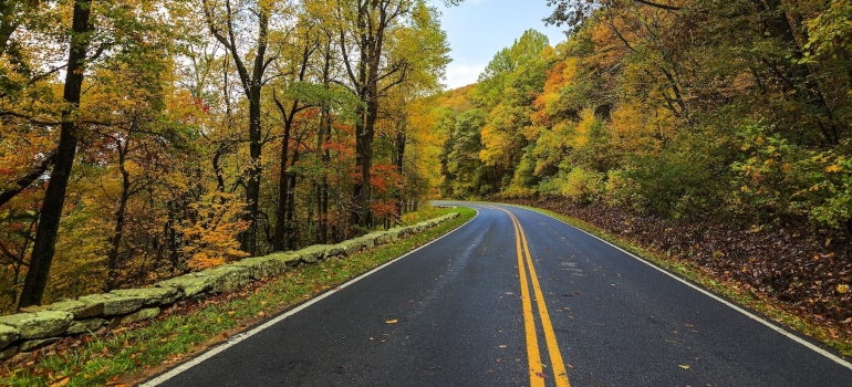 A forest road during fall.