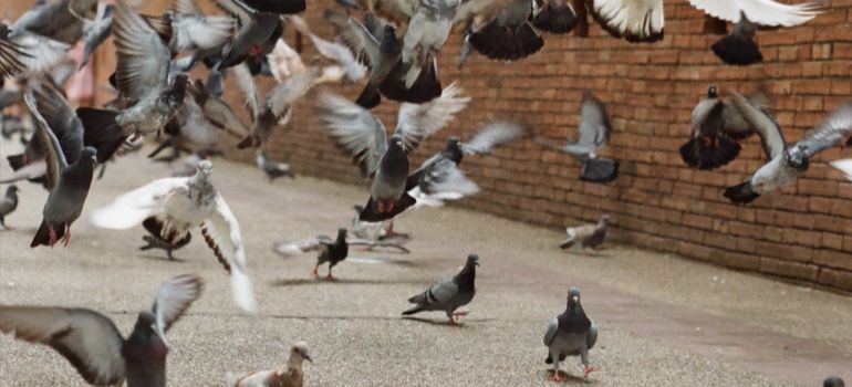 pigeons flying away