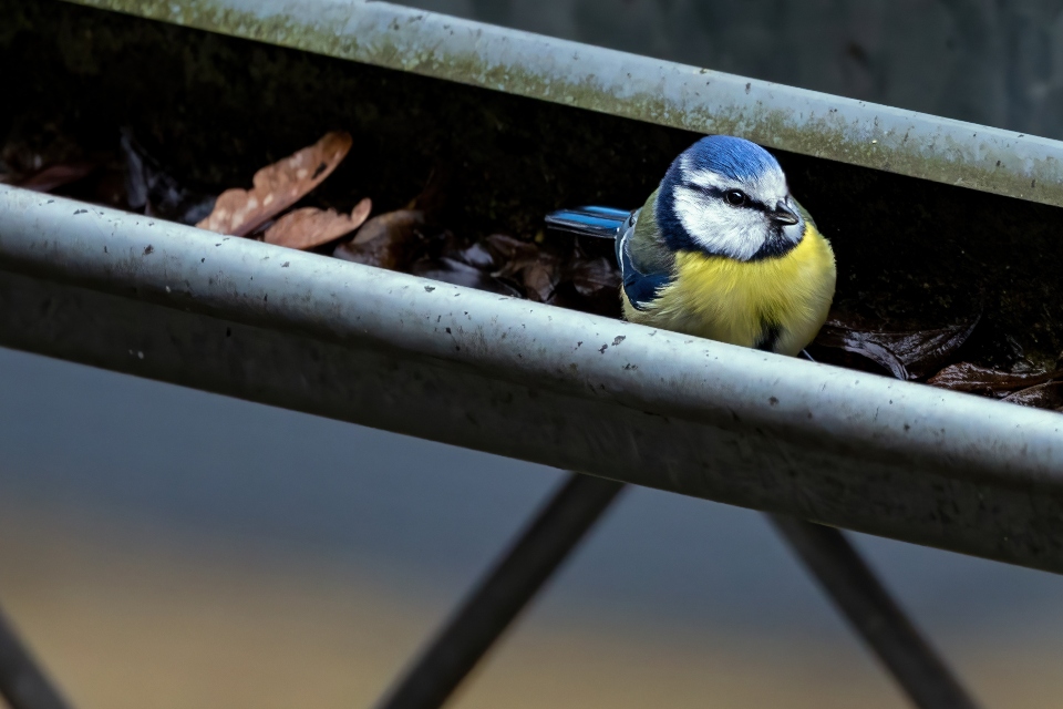 The Benefits of Gutter Cleaning