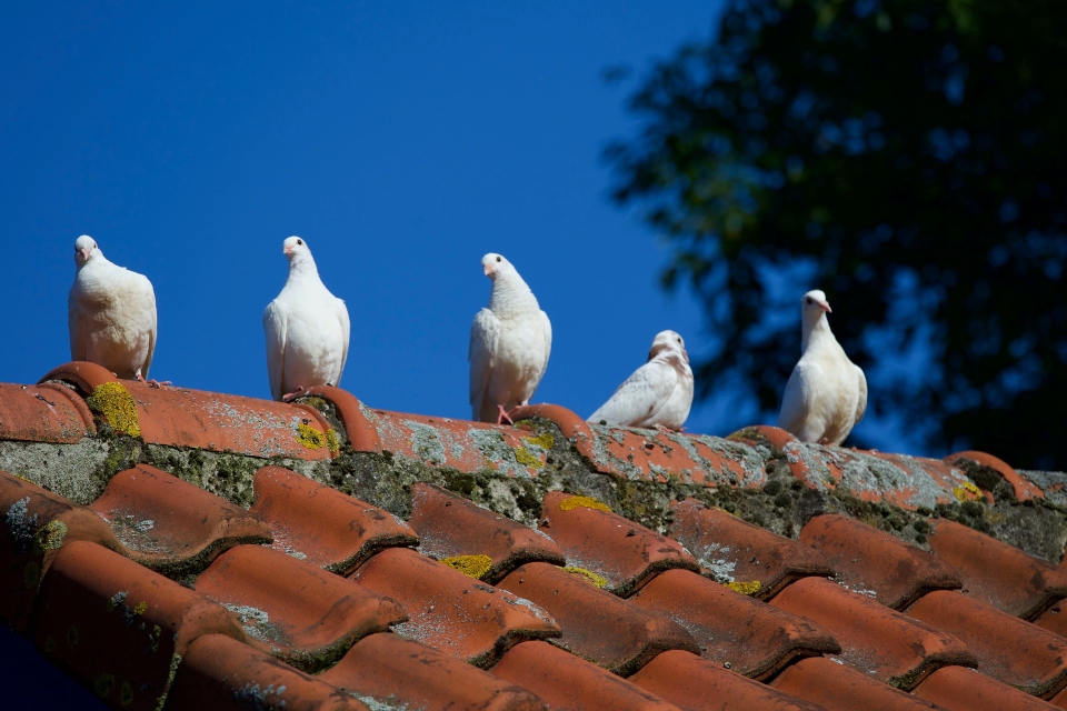 Las Vegas bird deterrents for commercial roofs