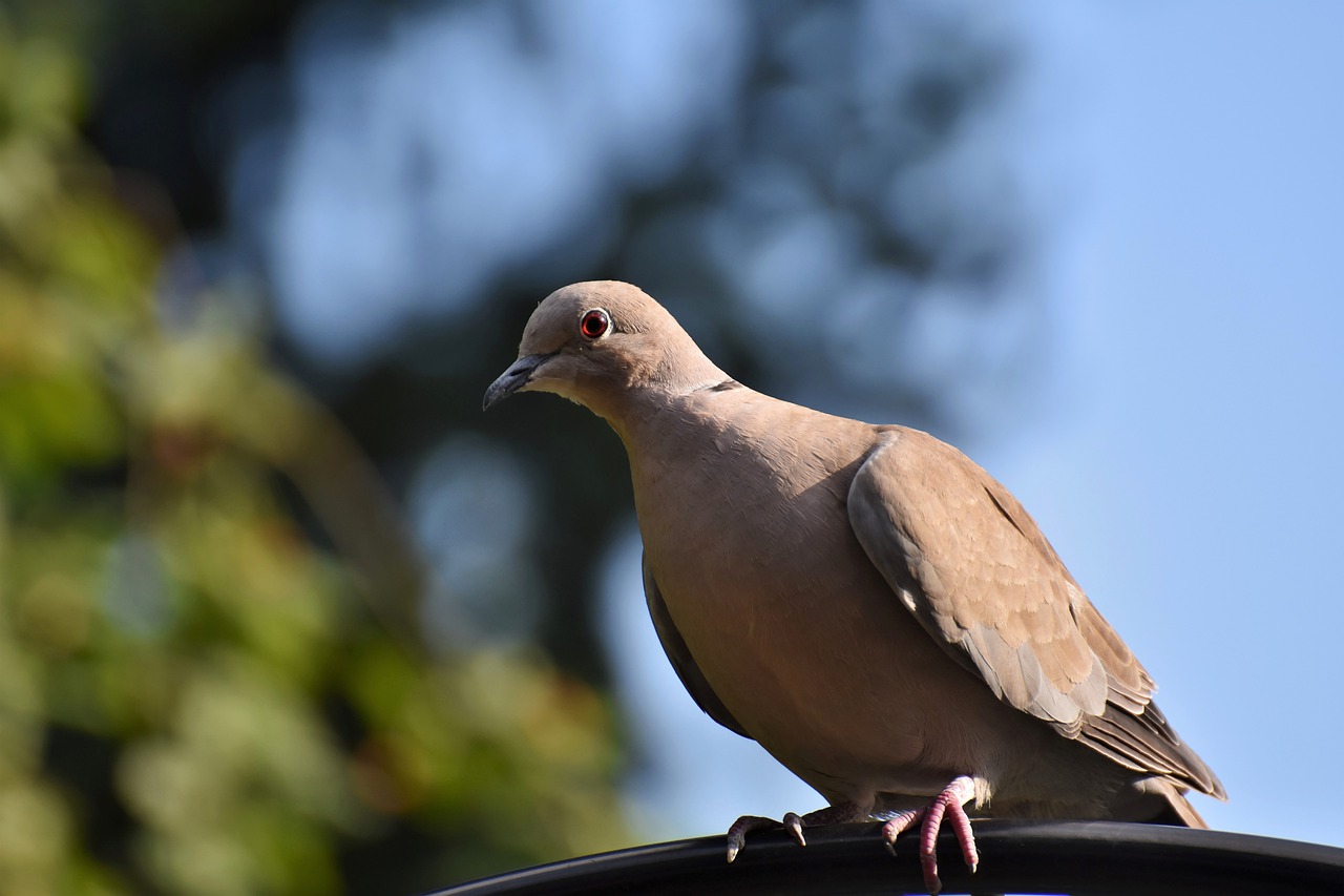 How to remove bird droppings from your Nevada property
