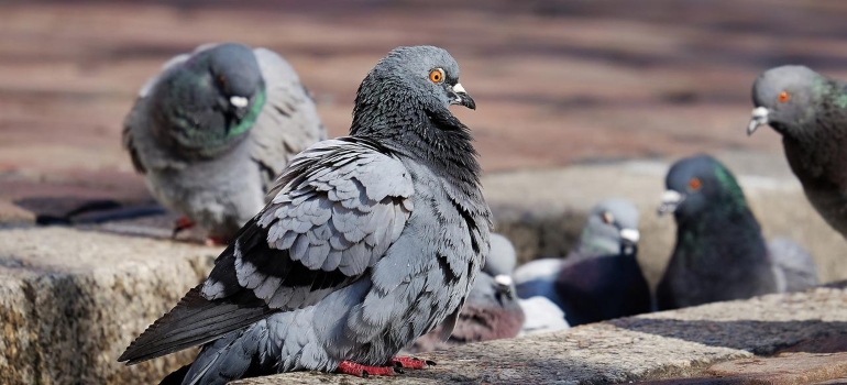 Several pigeons perching