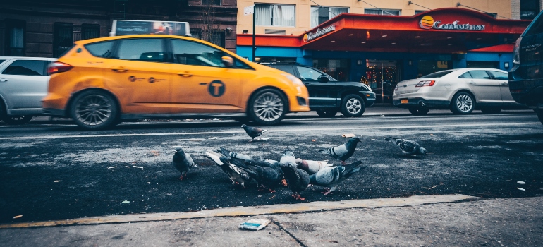 A bunch of pigeons in the street with cars passing next to them.