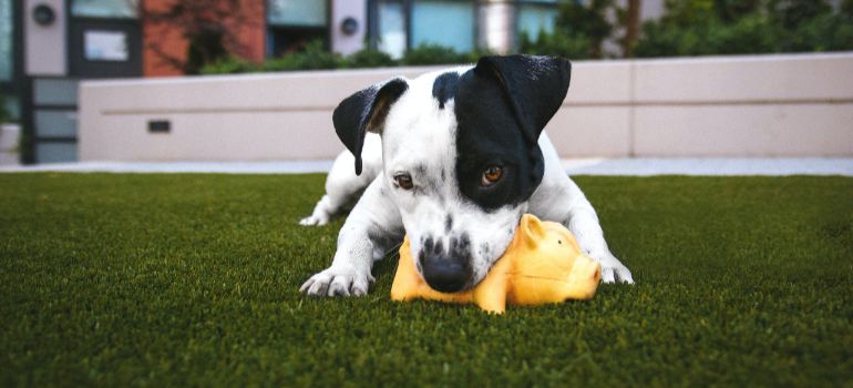 dog playing with a toy on artificial grass