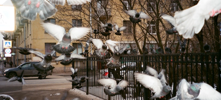Birds on the street