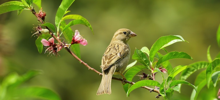 Sparrow on the three