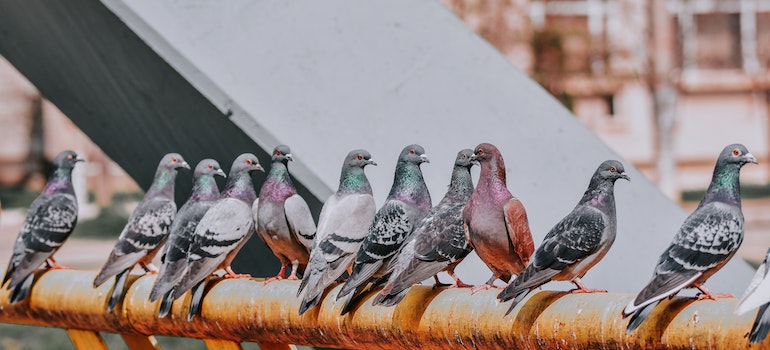 Group of pigeons as a symbol of the reasons why you shouldn't feed pigeons