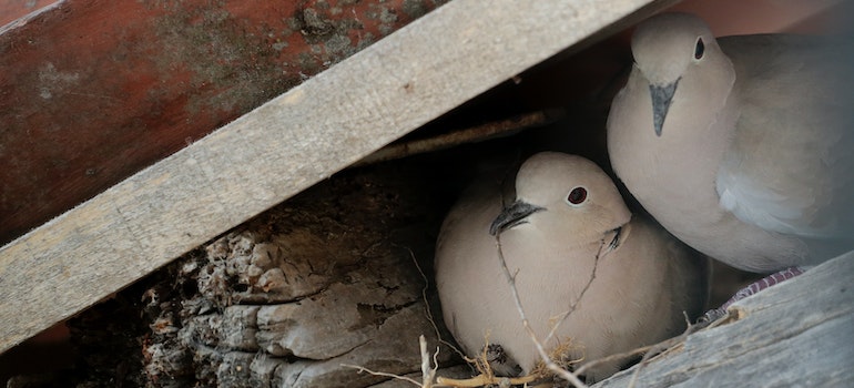 Pigeons in the nest