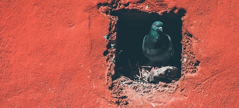 Pigeon peeping out of the nest