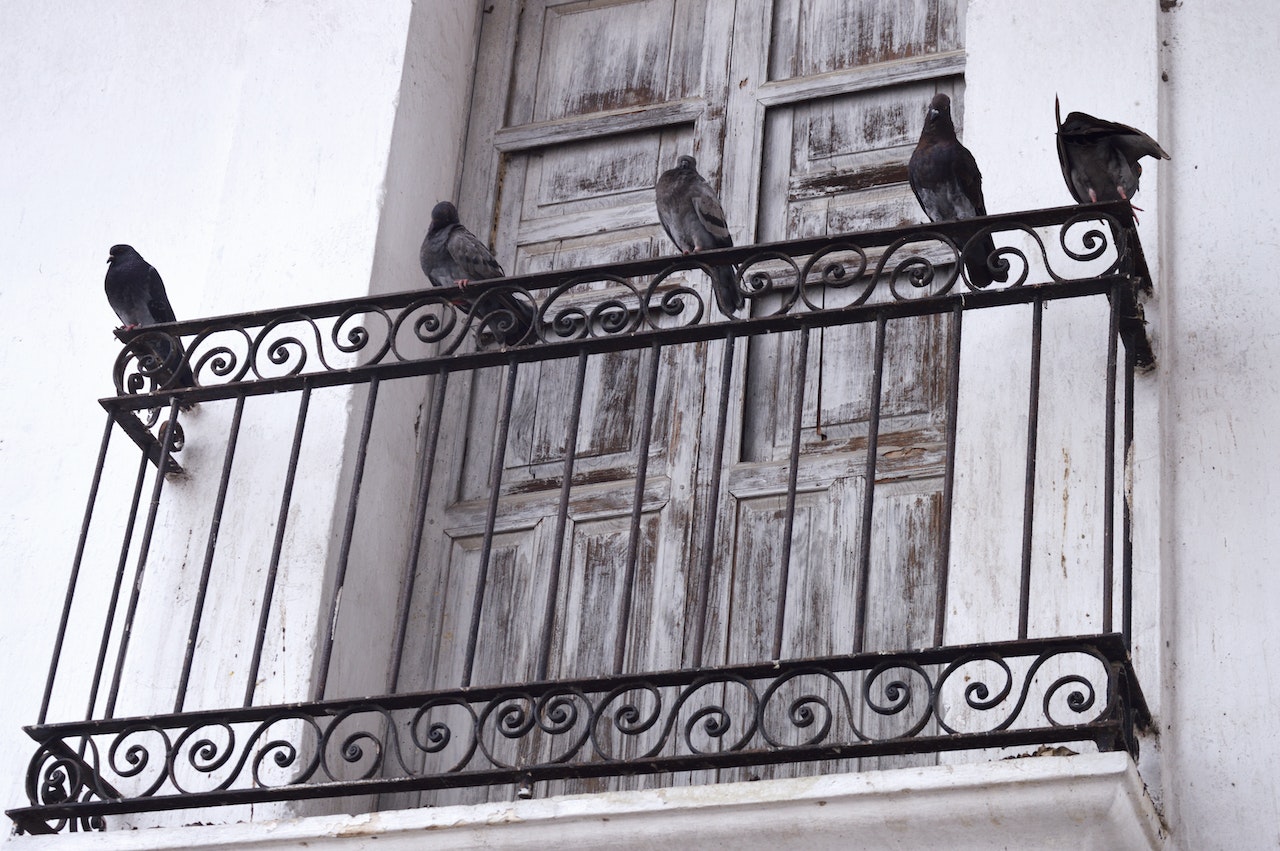 Why do pigeons keep coming to your balcony?