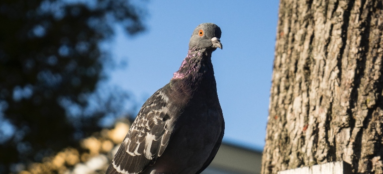 a pigeon on a tree