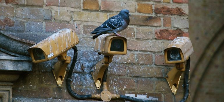 A pigeon on cameras. 