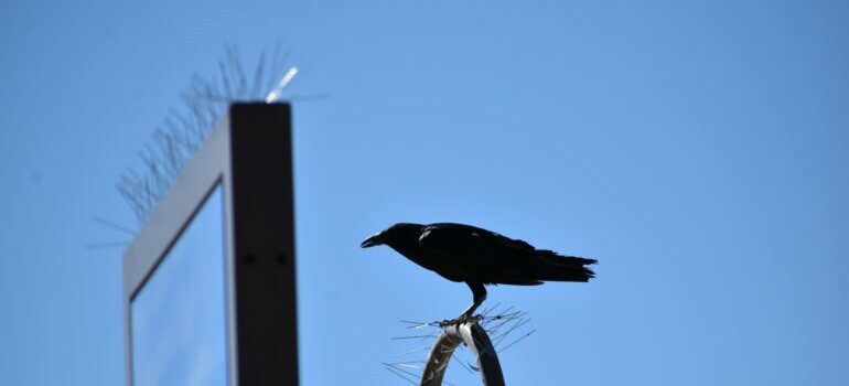 A crow perched on a ledge adorned with bird spikes.