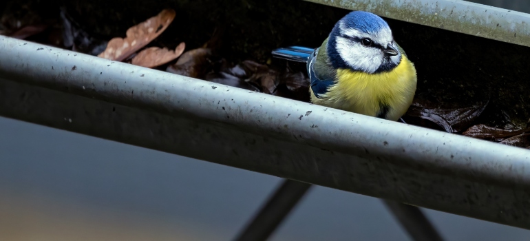 a blue bird on a gutter 
