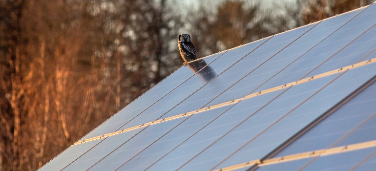 owl decoy on the roof can help you with preventing birds from nesting under solar panels