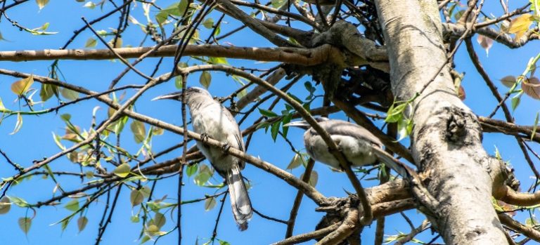 how-to-remove-bird-poop-stains-from-concrete-peak-services