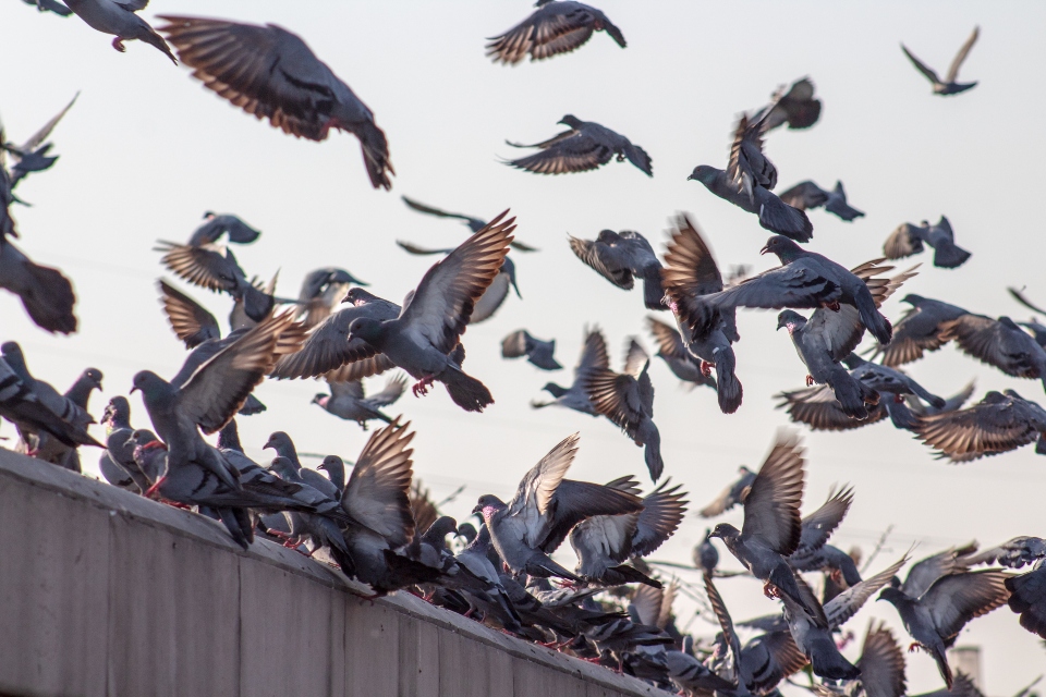 How To Remove Bird Poop Stains from Concrete