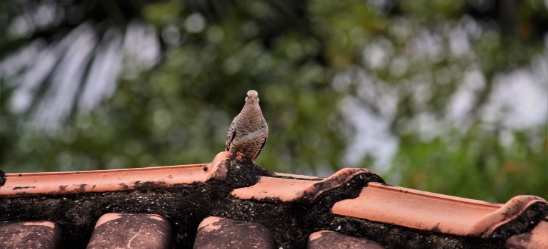 bird on the roof 