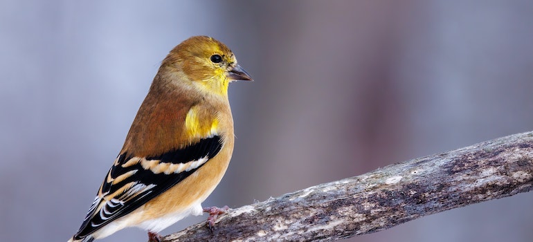 Goldfinch as one of the most common birds in Nevada