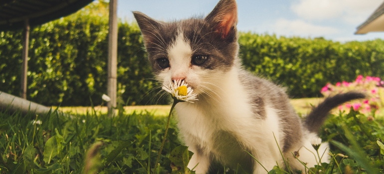 a kitten playing in the grass