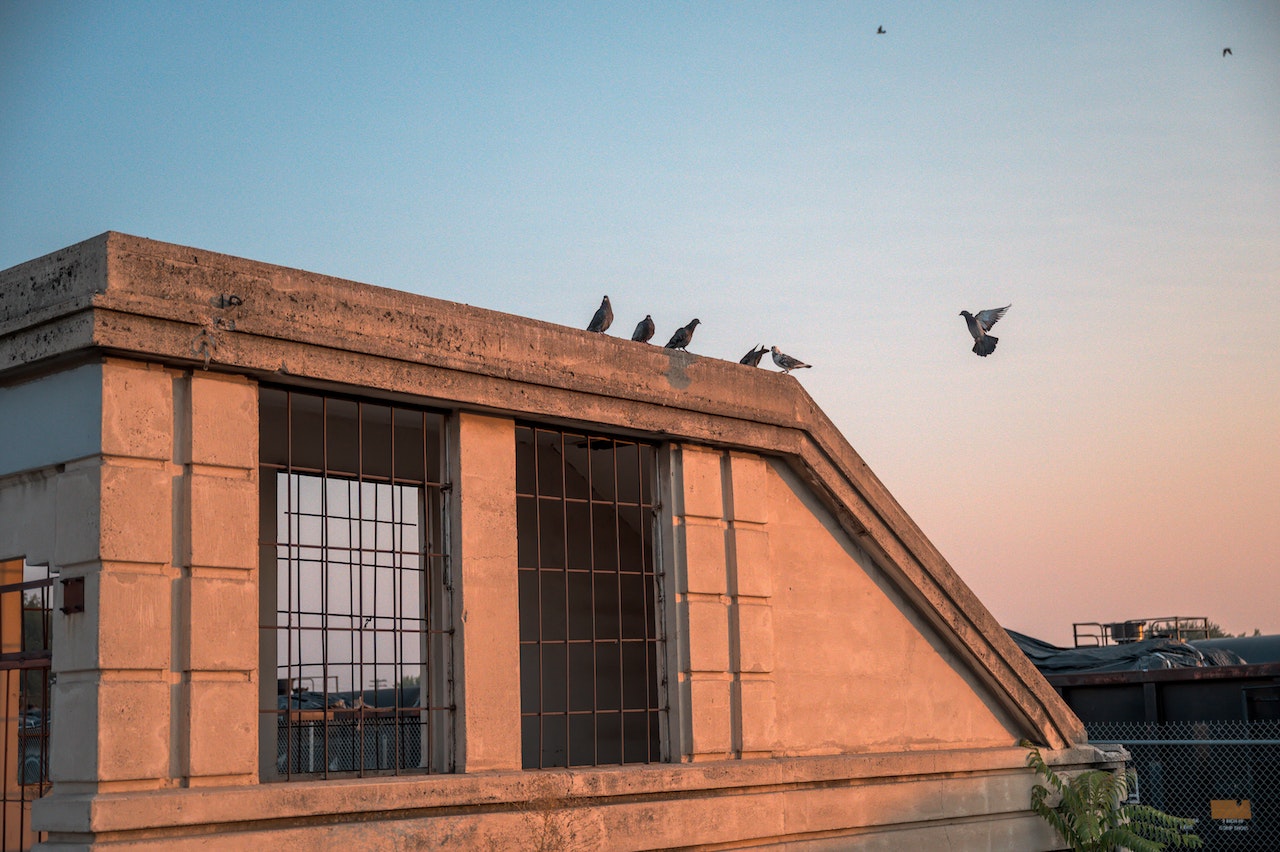 Some of the problems pigeons cause in high-rise buildings