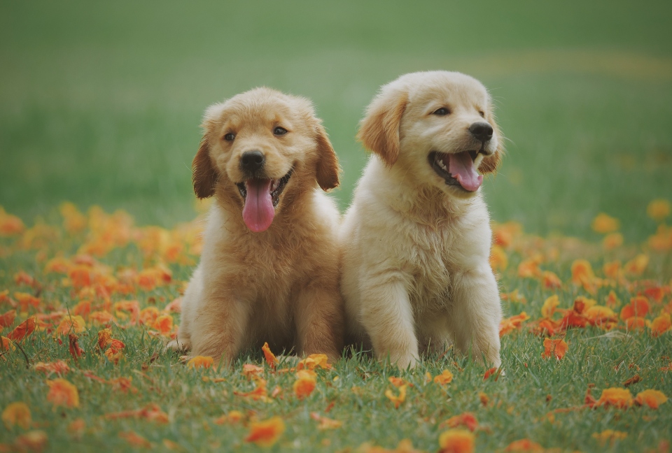 How Do Pet Daycares Keep Their Turf Clean