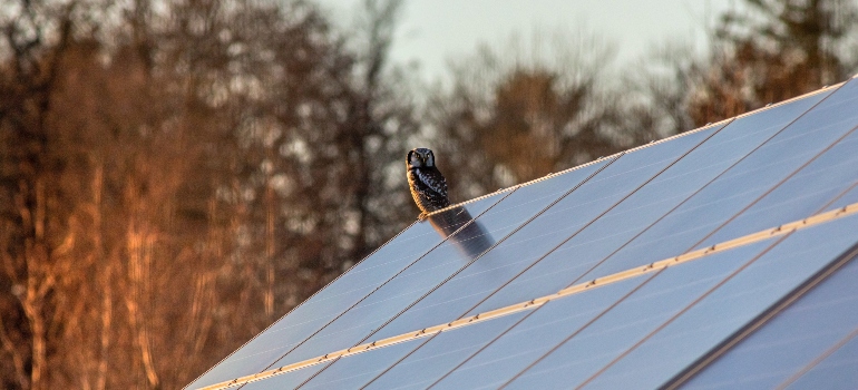 an owl on solar panels