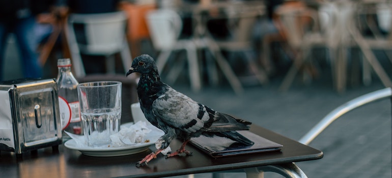 Pigeon on top of the table