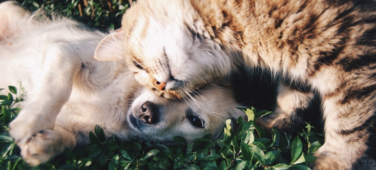 a cat and a dog playing in the grass