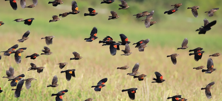 A flock of birds flying away 