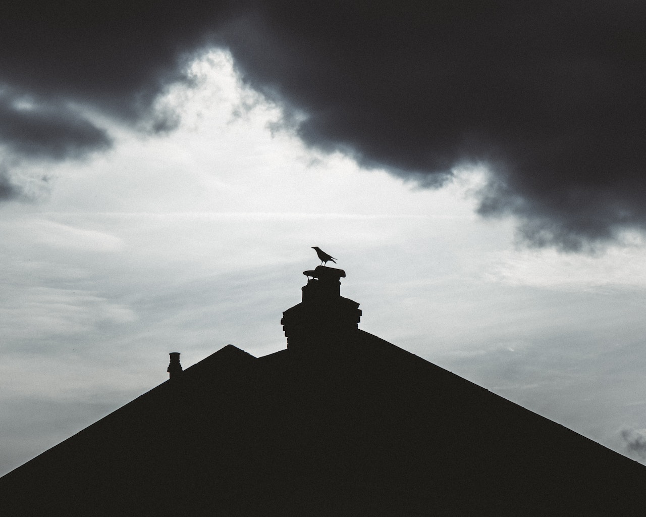 What to do when a bird gets stuck in your chimney