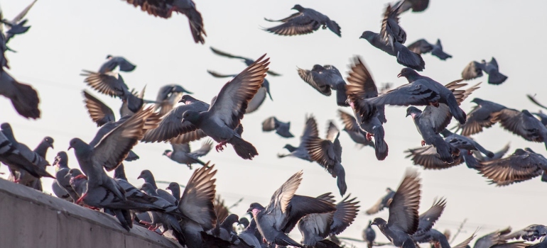 Many pigeons flying onto a roof representing which animals are effective at bird control in Las Vegas