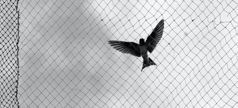 bird netting and a bird flying next to it