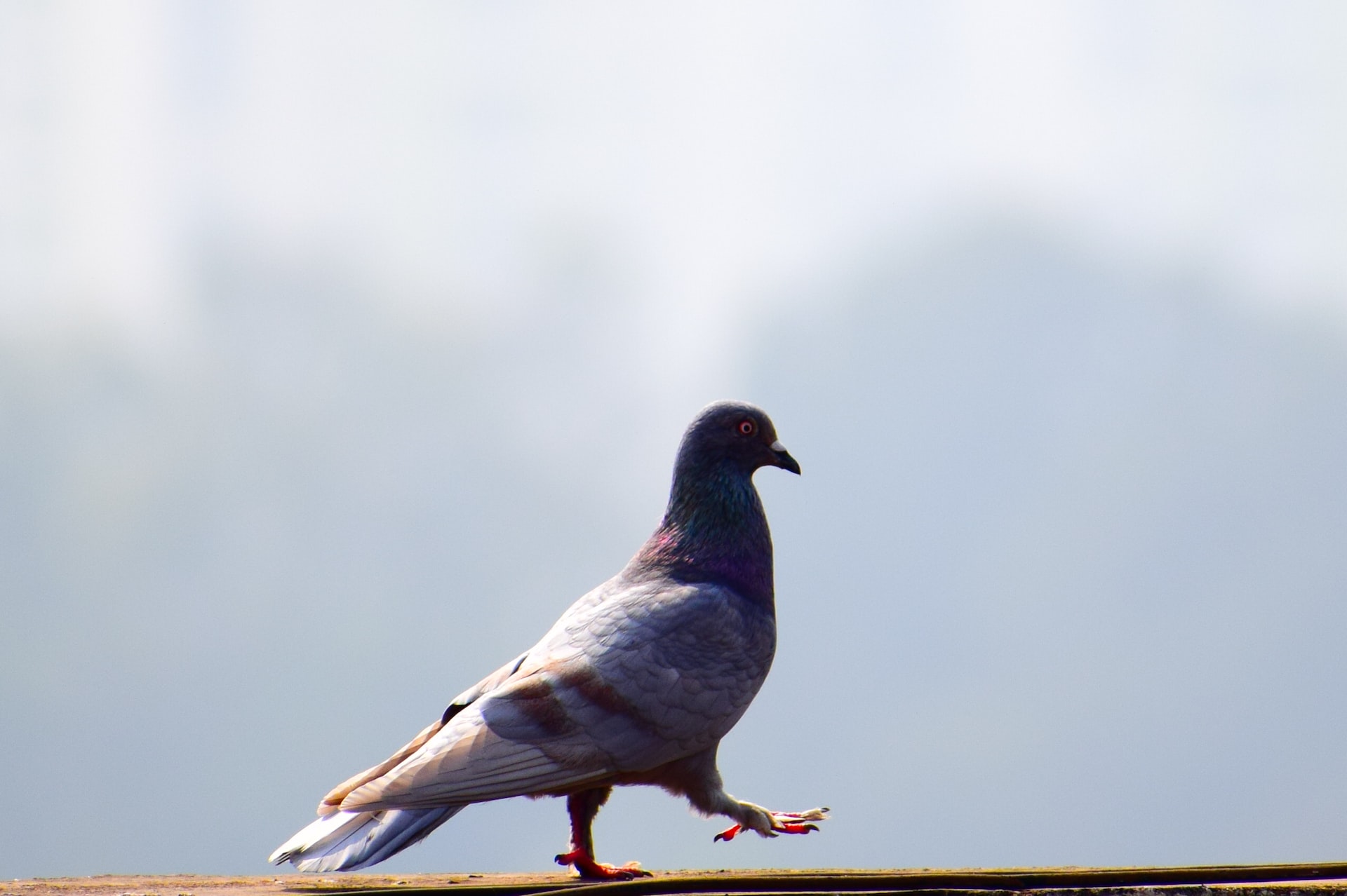 How to cope with next door neighbor pigeons in Las Vegas?