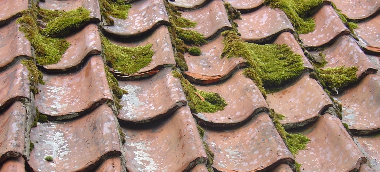 Shingles covered with moss